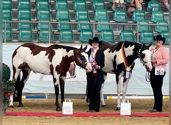 Paint Horse, Jument, 8 Ans, 160 cm, Overo-toutes couleurs