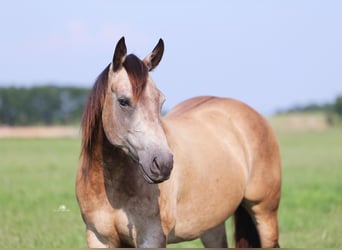 Paint Horse, Jument, 8 Ans, Buckskin