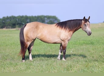 Paint Horse, Jument, 8 Ans, Buckskin