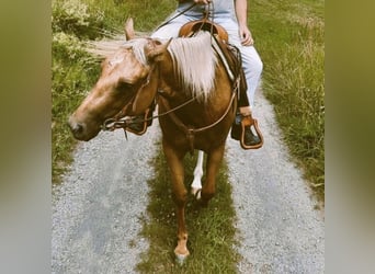 Paint Horse, Jument, 9 Ans, 155 cm, Palomino