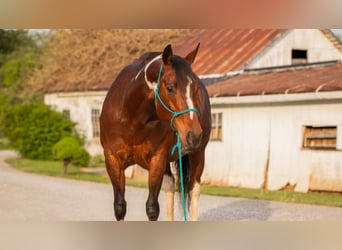 Paint Horse, Jument, 9 Ans, 155 cm, Pinto
