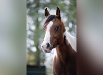 Paint Horse, Jument, 9 Ans, 158 cm, Tobiano-toutes couleurs