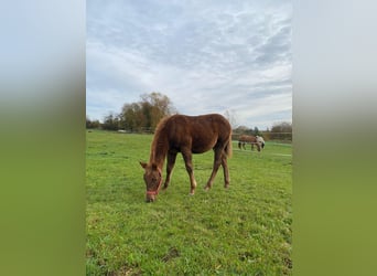 Paint Horse, Jument, Poulain (04/2024), 147 cm, Alezan brûlé