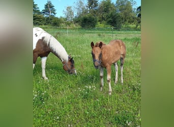 Paint Horse, Jument, Poulain (04/2024), 147 cm, Alezan