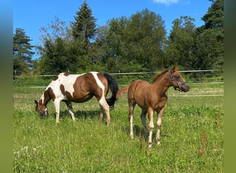 Paint Horse, Jument, Poulain (04/2024), 147 cm, Alezan