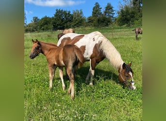 Paint Horse, Jument, Poulain (04/2024), 147 cm, Alezan