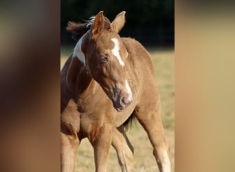 Paint Horse, Jument, Poulain (05/2025), 150 cm, Champagne