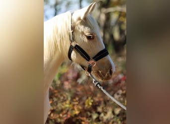 Paint Horse, Jument, Poulain (03/2024), 150 cm, Palomino