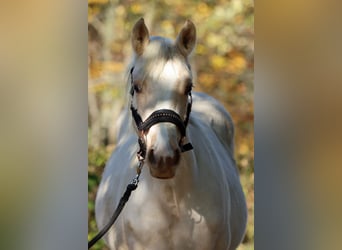 Paint Horse, Jument, Poulain (03/2024), 150 cm, Palomino