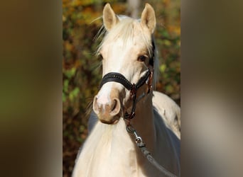 Paint Horse, Jument, Poulain (03/2024), 150 cm, Palomino