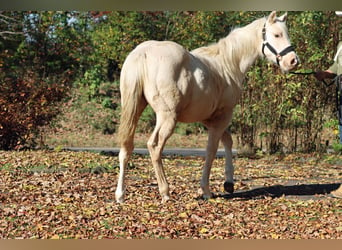 Paint Horse, Jument, Poulain (03/2024), 150 cm, Palomino