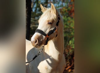 Paint Horse, Jument, Poulain (03/2024), 150 cm, Palomino