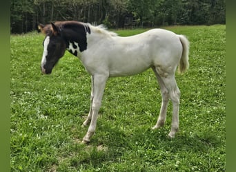 Paint Horse Croisé, Jument, Poulain (05/2024), 150 cm, Pinto