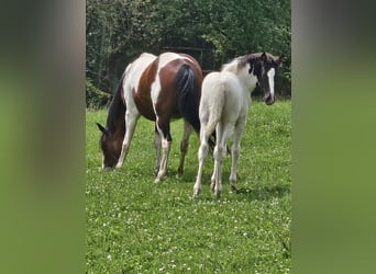 Paint Horse Croisé, Jument, Poulain (05/2024), 150 cm, Pinto