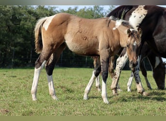 Paint Horse, Jument, Poulain (05/2025), 150 cm, Tobiano-toutes couleurs