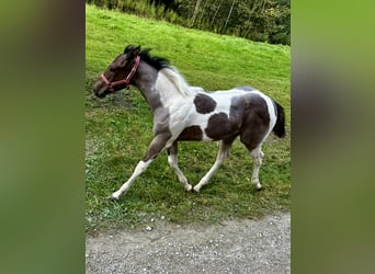 Paint Horse, Jument, Poulain (05/2024), 150 cm, Tobiano-toutes couleurs