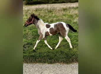 Paint Horse, Jument, Poulain (05/2024), 150 cm, Tobiano-toutes couleurs