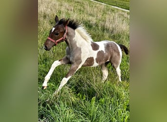 Paint Horse, Jument, Poulain (05/2024), 150 cm, Tobiano-toutes couleurs