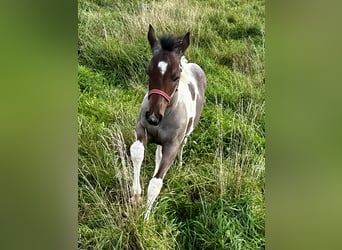 Paint Horse, Jument, Poulain (05/2024), 150 cm, Tobiano-toutes couleurs