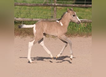 Paint Horse, Jument, , 152 cm, Grullo