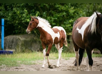 Paint Horse, Jument, Poulain (04/2024), 152 cm, Tobiano-toutes couleurs