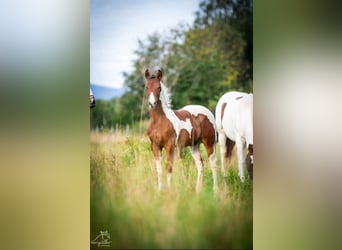 Paint Horse, Jument, Poulain (04/2024), 152 cm, Tobiano-toutes couleurs