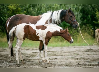 Paint Horse, Jument, Poulain (04/2024), 152 cm, Tobiano-toutes couleurs