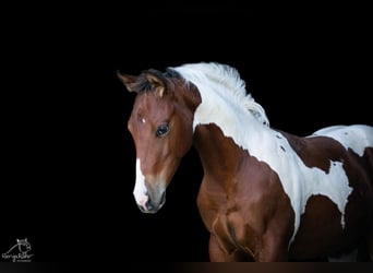 Paint Horse, Jument, Poulain (04/2024), 152 cm, Tobiano-toutes couleurs