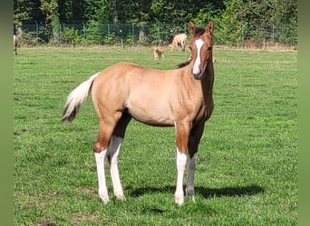 Paint Horse, Jument, Poulain (05/2025), 153 cm, Isabelle