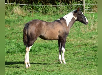 Paint Horse, Jument, Poulain (05/2024), 154 cm, Grullo