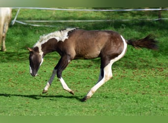 Paint Horse, Jument, Poulain (05/2024), 154 cm, Grullo