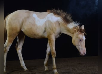 Paint Horse, Jument, Poulain (03/2023), 155 cm, Champagne