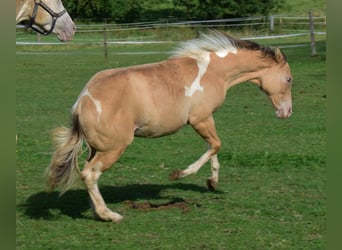 Paint Horse, Jument, Poulain (03/2024), 155 cm, Champagne