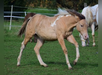 Paint Horse, Jument, Poulain (03/2024), 155 cm, Champagne