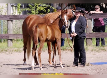 Paint Horse, Jument, Poulain (05/2023), 155 cm