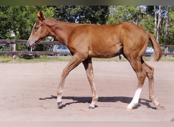 Paint Horse, Jument, Poulain (05/2023), 155 cm