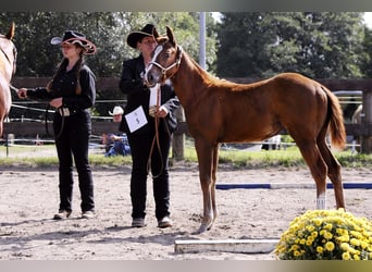 Paint Horse, Jument, Poulain (05/2023), 155 cm