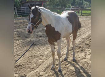 Paint Horse, Jument, Poulain (01/2024), 161 cm, Tobiano-toutes couleurs