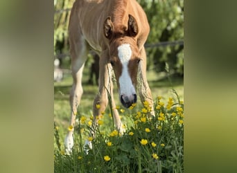 Paint Horse, Jument, , Overo-toutes couleurs