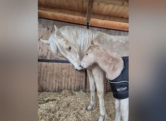 Paint Horse, Jument, , Palomino