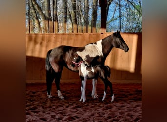 Paint Horse, Jument, Poulain (03/2024), Pinto