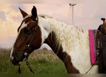 Paint Horse, Klacz, 10 lat, 150 cm, Srokata