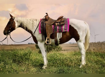 Paint Horse, Klacz, 10 lat, 150 cm, Srokata
