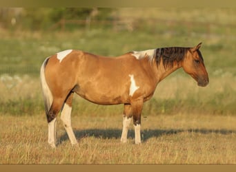 Paint Horse, Klacz, 10 lat, 152 cm, Bułana