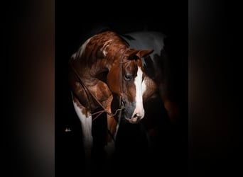 Paint Horse, Klacz, 10 lat, 152 cm, Cisawa