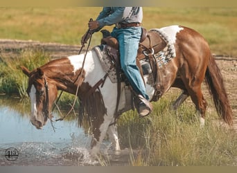 Paint Horse, Klacz, 10 lat, 152 cm, Cisawa