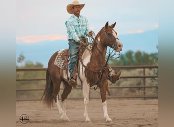 Paint Horse, Klacz, 10 lat, 152 cm, Cisawa