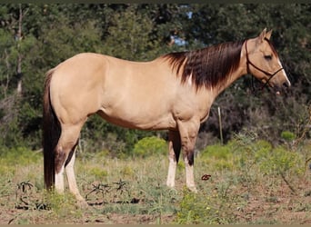 Paint Horse, Klacz, 10 lat, 152 cm, Grullo