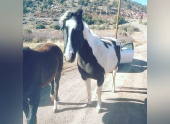 Paint Horse, Klacz, 10 lat, 152 cm, Tobiano wszelkich maści