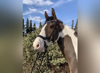 Paint Horse, Klacz, 10 lat, 160 cm, Tobiano wszelkich maści